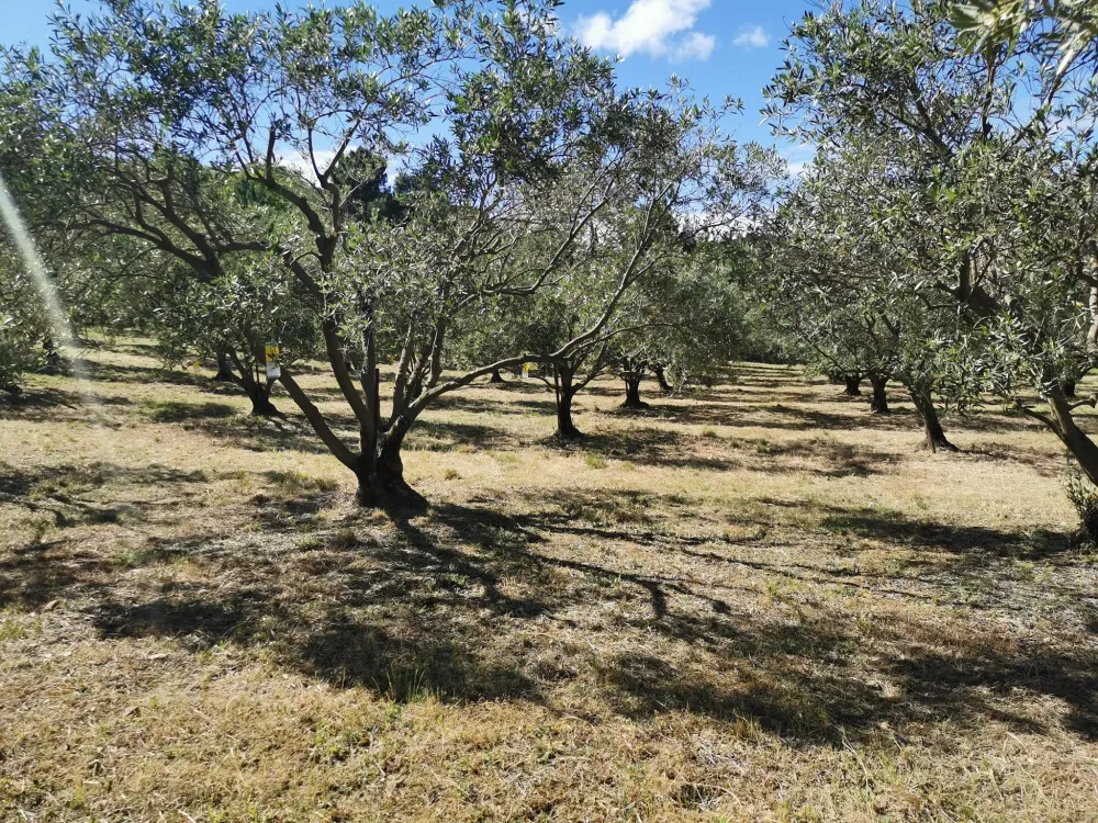 l'oliveraie (3)
