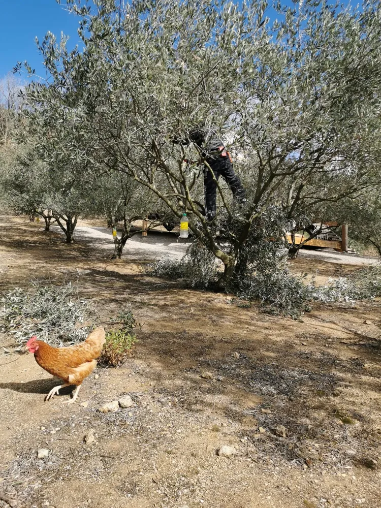 l'oliveraie (6)