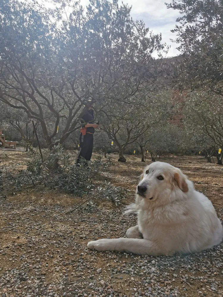 l'oliveraie (8)