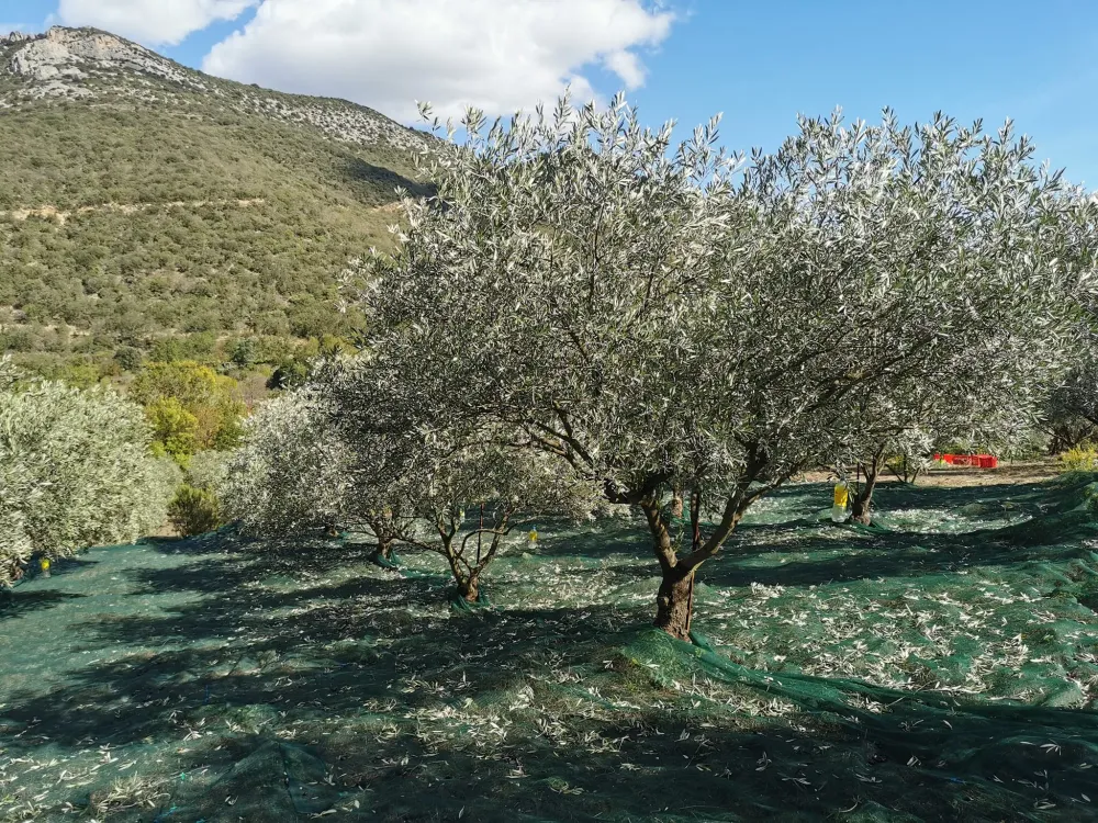 l'oliveraie (1)
