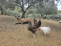 Poules et chèvrewebp