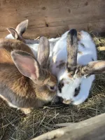 Lapins de différentes couleurwebp