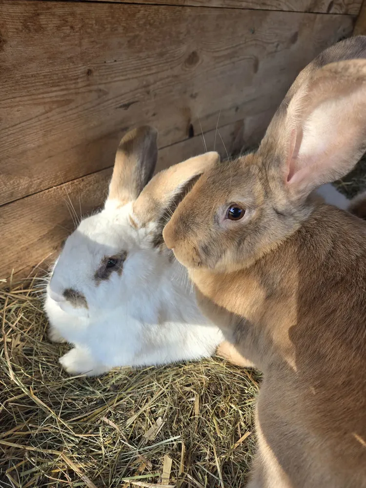 Deux lapins sur de la paille