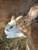 Deux lapins sur de la paille