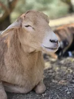 chevre (3)