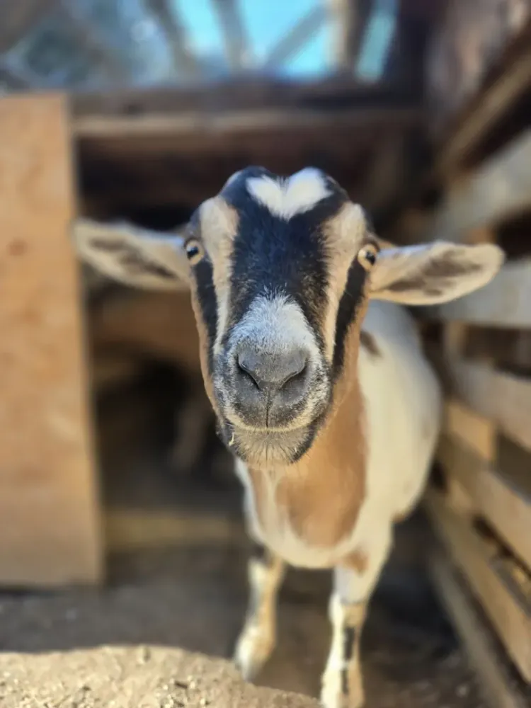 chevre (2)