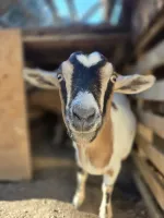 chevre (2)